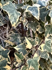 Gemeine Efeu Gew&ouml;hnlicher Efeu Pflanze Hedera Araliengew&auml;chse Araliaceae Ranke klettern wachsen immergr&uuml;n Epheu plant Hedera Araliaceae tendril climbing growing evergreen inflorescence cotyledon leaf