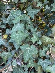 Gemeine Efeu Gewöhnlicher Efeu Pflanze Hedera Araliengewächse Araliaceae Ranke klettern wachsen...
