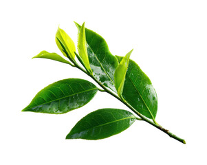 Obraz premium Vibrant green leaves in natural light nature, isolated on transparent background, png