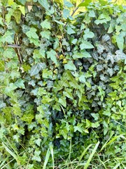 Gemeine Efeu Gew&ouml;hnlicher Efeu Pflanze Hedera Araliengew&auml;chse Araliaceae Ranke klettern wachsen immergr&uuml;n Epheu plant Hedera Araliaceae tendril climbing growing evergreen inflorescence cotyledon leaf