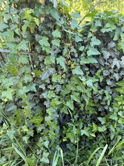 Gemeine Efeu Gewöhnlicher Efeu Pflanze Hedera Araliengewächse Araliaceae Ranke klettern wachsen...