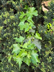 Gemeine Efeu Gewöhnlicher Efeu Pflanze Hedera Araliengewächse Araliaceae Ranke klettern wachsen immergrün Epheu plant Hedera Araliaceae tendril climbing growing evergreen inflorescence cotyledon leaf