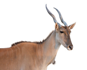A common eland (Taurotragus oryx) standing in a natural grassy environment.
