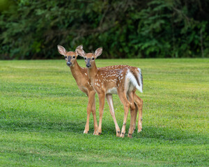 White-tailed Deer fawns in the woods