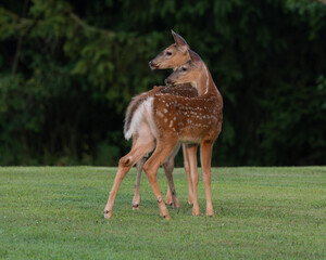 White-tailed Deer fawns in the woods