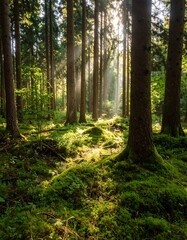 Obraz premium Sunbeams illuminate a mossy forest floor, tall trees stand in the background