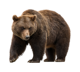 Wild brown bear walking through forest nature close up, isolated on transparent background, png