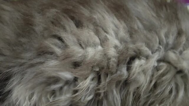 close up of a fur anggora