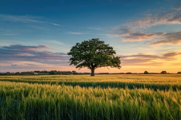 Fototapeta premium Golden wheat field at sunset, solitary tree