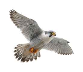 Peregrine falcon in flight nature scene wildlife airborne view, isolated on transparent background, png