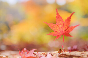 赤く色づいた紅葉と秋の光