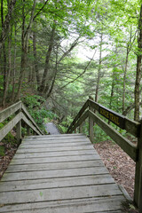 Obraz premium Stairs and walking path at Stony Brook State Park. View from the top near the campsites.