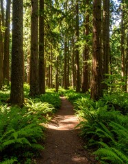 Obraz premium Sun-dappled path winds through lush forest, ferns lining a dirt trail