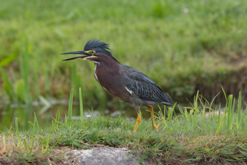 Green Heron at a pond