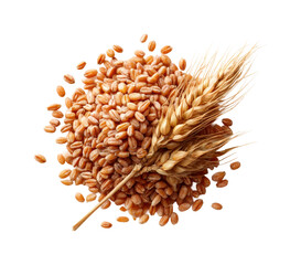 Harvesting wheat grains farm fields food ingredients sunny environment, isolated on transparent background, png
