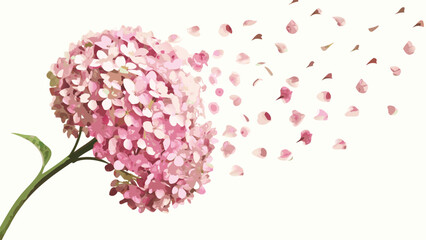 A delicate pink hydrangea with petals drifting away in a soft breeze against a white background scene