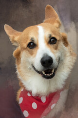 Adorable happy Welsh corgi dog wearing a red polka dot bandana looking at camera