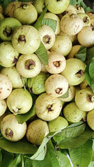 Delicious Guava Fruit Harvested for a Market