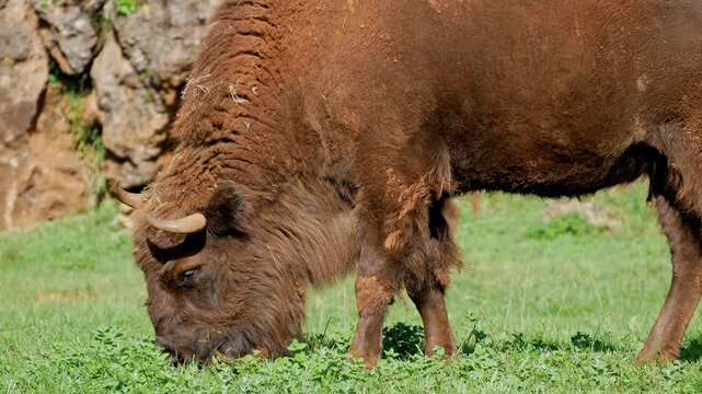 Brown Buffalo eats grass on pasture