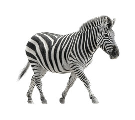 Fototapeta premium Zebra walking in animal minimalist style, isolated on transparent background, png