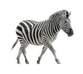 Zebra walking in animal minimalist style, isolated on transparent background, png