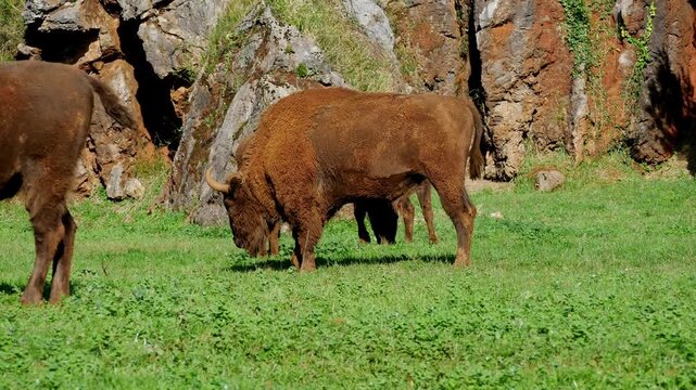 Brown Buffalo eats grass on pasture