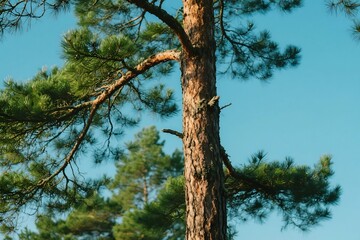 Fototapeta premium Green pine tree branches in a forest with blue sky in the background