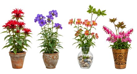 Set of various Houseplants: Monarda, Cobaea, Alstroemeria, Dicentra isolated on transparent background