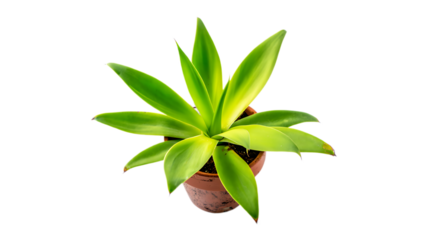 Vibrant green agave plant in a terracotta pot against a stark black background