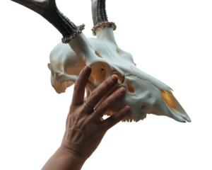 Hand holding deer skull isolated on white background for rustic art and unique display concepts
