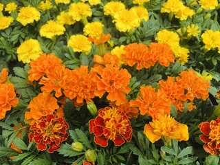 オレンジ色と黄色のマリーゴールドの寄せ植え