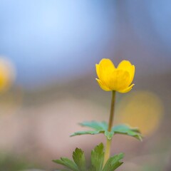 Obraz premium Single yellow flower, soft focus