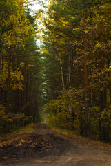 forest road