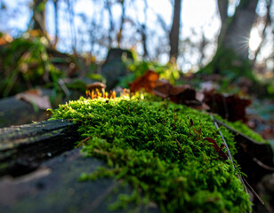 Fototapeta premium Lush Green Moss on Log in Forest with Sunlight and Blurred Trees