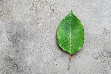 Green leaf on the wall, concrete neutral background, nature and life style
