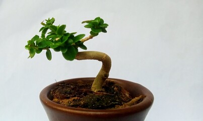 bonsai tree in pot