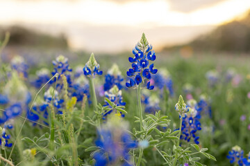 Close up Texas Bluebonnet