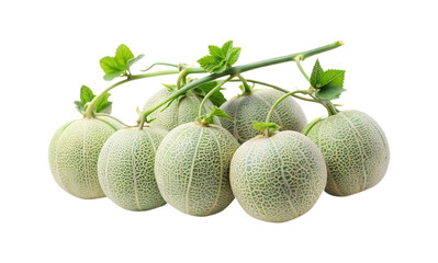 A vibrant bunch of Cantaloupe melons on a vine, isolated on white