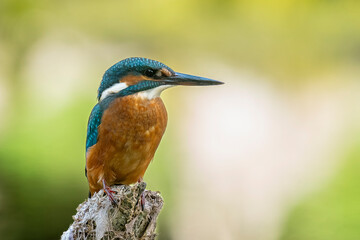 A colorful Common Kingfisher perched on a branch along the Old Rhine river in Rastatt, Germany. The...