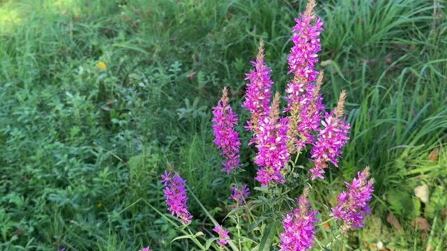 Lythrum salicaria purple loosestrife flowering plant in the meadow grass.