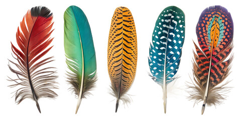 Colorful Feather Collection: An eye-level shot of five vibrant feathers in varying colors and patterns, each possessing a unique character and artistic aesthetic, against a neutral canvas.