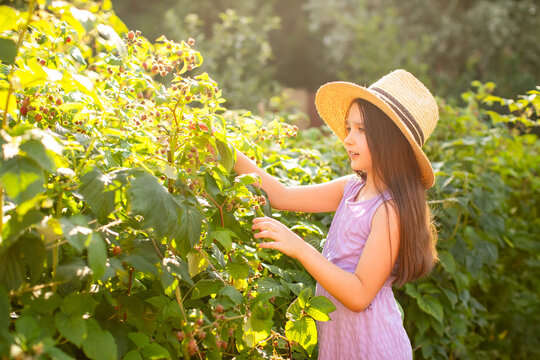 happy child eating raspberries in the garden
