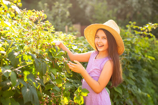happy child eating raspberries in the garden