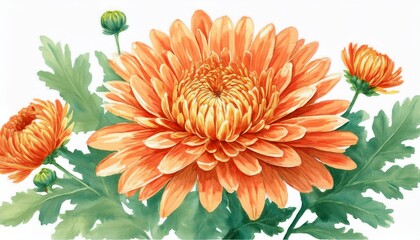 orange chrysanthemum watercolor painting isolated on white background