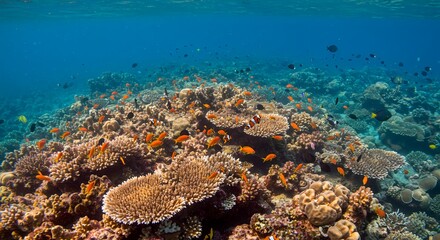 coral reef with fish