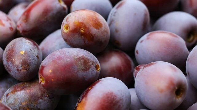 Fresh plums gathered in a bountiful harvest