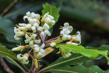 Macro photography of three Australian cheesewood flowers, captured in a forest in the eastern Andean mountains of central Colombia, near the town of Villa de Leyva.