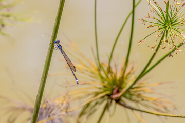A blue spreadwing damselfly resting on a papyrus culm over the murky water of a lake, in a farm in the eastern Andean mountains of central Colombia, near the town of Villa de Leyva.