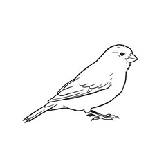 Simple black and white line drawing of a small bird standing