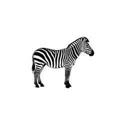A striking black and white illustration of a zebra standing on a white background